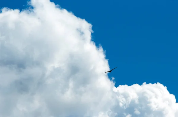 Ave Rapiña Las Nubes Cielo Azul — Foto de Stock