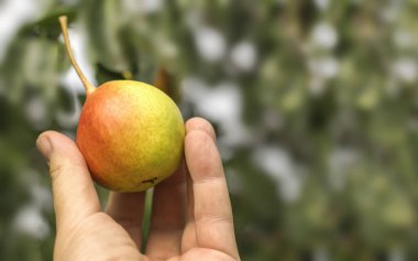Bir çiftçi, bahçenin arka planında, uzayın bir kopyasıyla olgun, güzel bir armut tutar..
