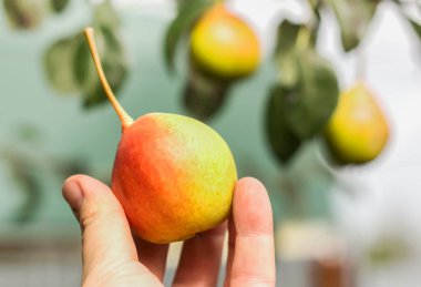 Bir çiftçi, armutlu bir dalın arka planında güzel, olgun bir armut tutar..