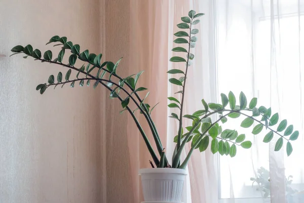 Der Dollar Baum Zamioculcas Topfpflanze Madagaskar Ist Eine Zamiokulkas Pflanze — Stockfoto