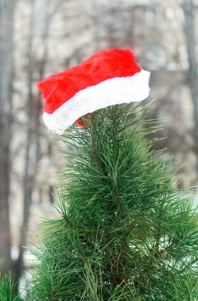 サンタクロースの帽子緑の松の木 クリスマスの背景 — ストック写真