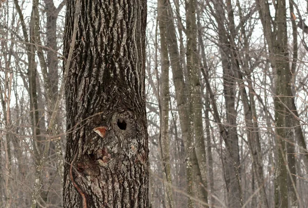 Árvore Marrom Com Oco Floresta Inverno — Fotografia de Stock