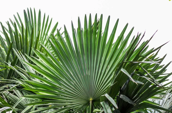 Textur Palmgröna Blad Vit Bakgrund — Stockfoto