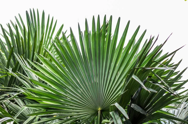 Textura Folhas Verdes Palma Sobre Fundo Branco — Fotografia de Stock