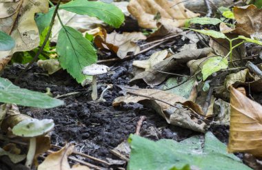 Vahşi bir ormanda kurumuş yapraklarda büyüyen yalnız bir mantar..