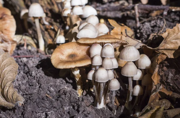 Dos Tipos Hongos Que Crecieron Juntos Claro Bosque — Foto de Stock