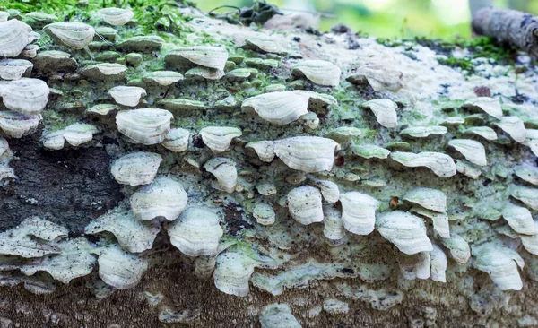 Hongos Porcini Cultivados Tronco Árbol Caído — Foto de Stock