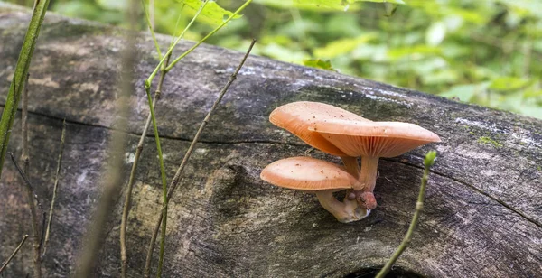 Groupe Champignons Orange Sur Tronc Arbre Tombé Dans Une Forêt — Photo
