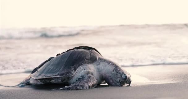 Grande tortue morte à la plage emportée par la mer — Video