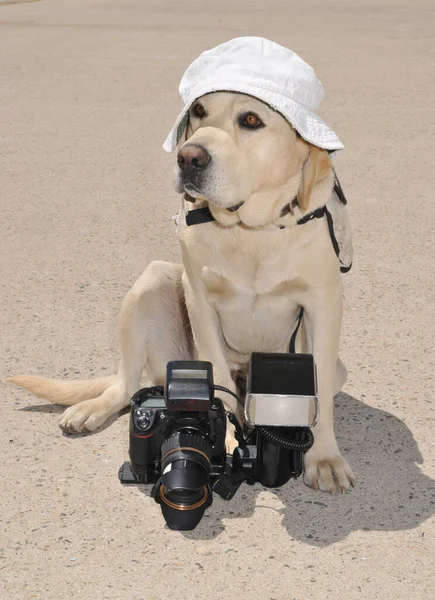 Big Labrador Retriever dog with digital camera and flash speedlight sitting on the ground and wearing bucket hat during hot summer — Stock Photo, Image