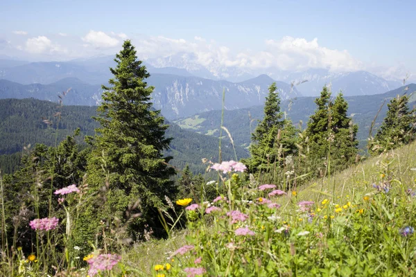 Красиві Барвисті Квіти Горах Словенська Переглядати Triglav Найвища Гора Юлійські — стокове фото