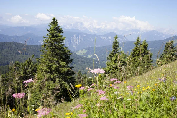 Vackra Färgglada Blommor Slovenska Berg Visa Triglav Juliska Alperna Högsta — Stockfoto