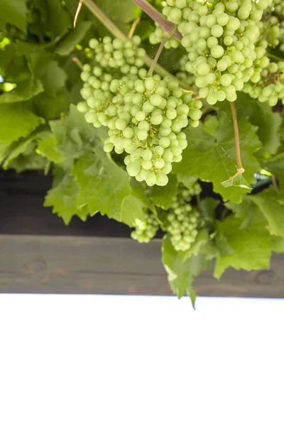 Świeżych Zielonych Winogron Winorośli Lato Słońce Świeci Miejsca Tekst — Zdjęcie stockowe