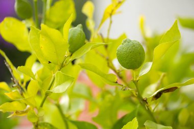  Ağaçta asılı limonlar