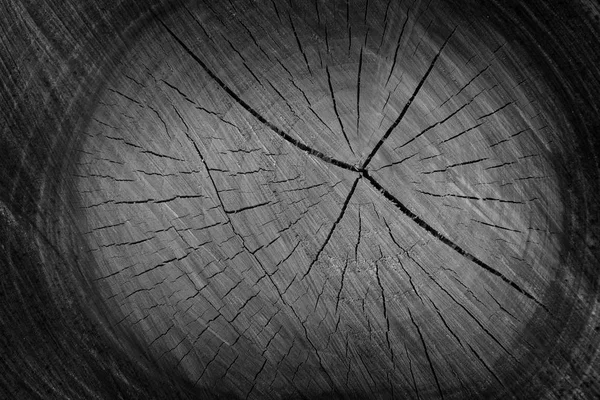 texture of cut tree trunk