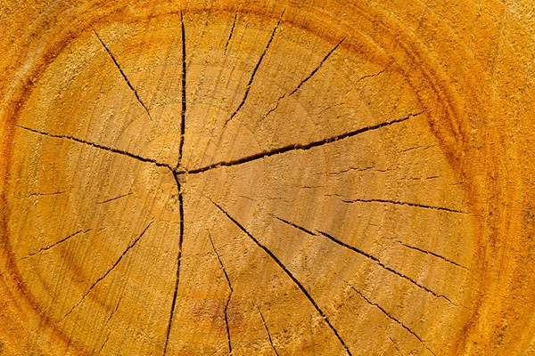 Texture du tronc d'arbre coupé — Photo