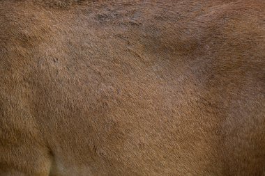 Kahverengi köpek kürk doku veya arka plan