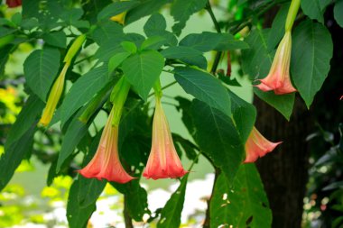 Ağaçta Portakal Şeytan Trompet veya Angel's Trompet çiçek