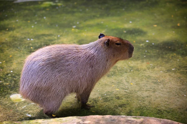 Capybara-Kapibara (Υδρόχορος υδροτσίδα), η μεγαλύτερη Li — Φωτογραφία Αρχείου
