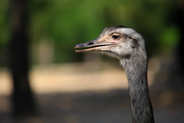 Avestruz Fechar retrato, Fechar cabeça de avestruz — Fotografia de Stock