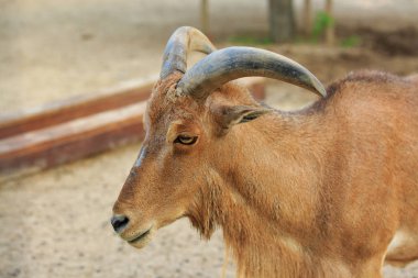 hayvanat bahçesinde kahverengi keçi