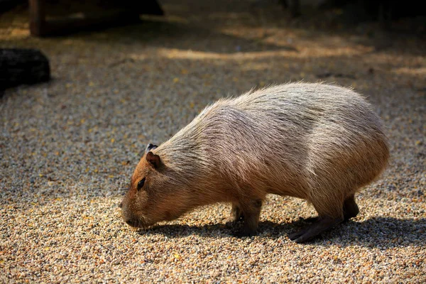 Capybara-Kapibara (Υδρόχορος υδροτσίδα), η μεγαλύτερη Li — Φωτογραφία Αρχείου