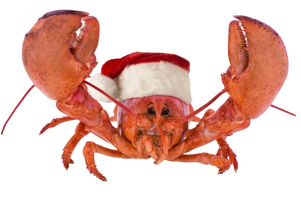 Funny Lobster Christmas Isolated White Background — Stock Photo, Image