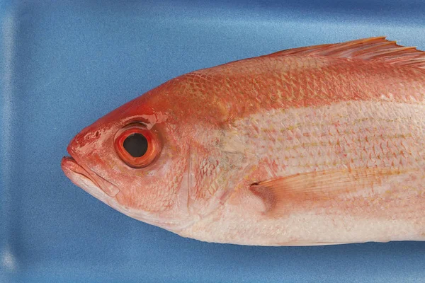 Czerwone Lucjan Surowe Ryby Styropianowym Pojemniku Supermarkecie Bliska Bezpośrednio Nad — Zdjęcie stockowe