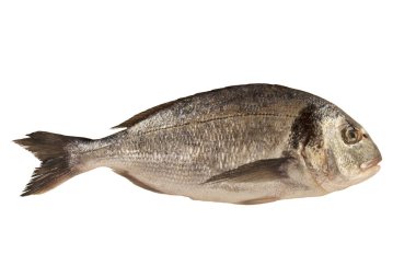 Gilthead çiğ balığı beyaz arka planda izole edilmiş. Kes şunu..
