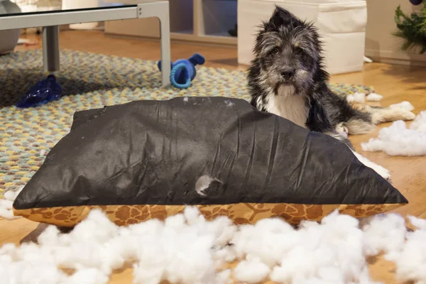 Cão Bonito Depois Rasgar Uma Almofada — Fotografia de Stock