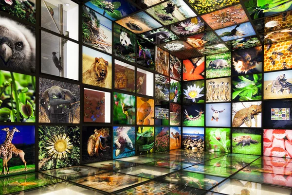 Multimedya doğa showroom içine