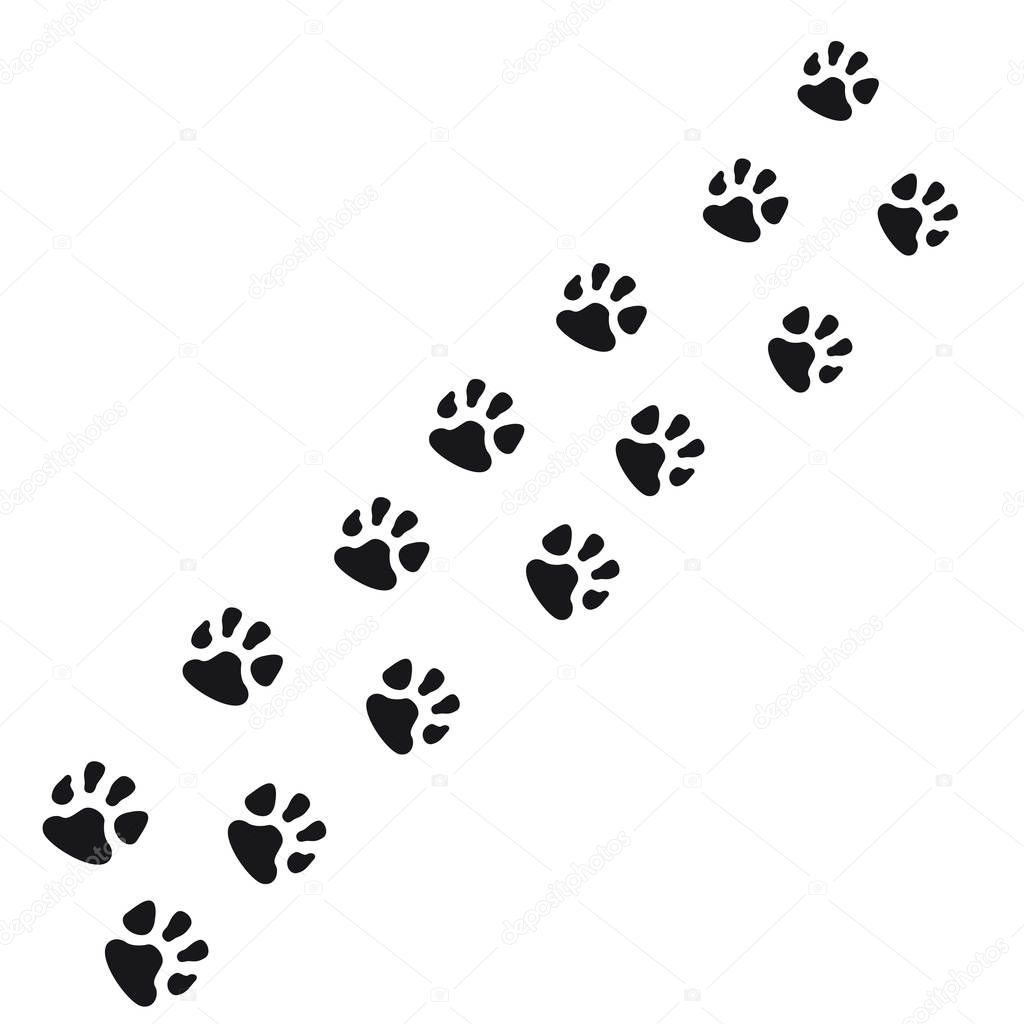 Paws of dog road on the white background