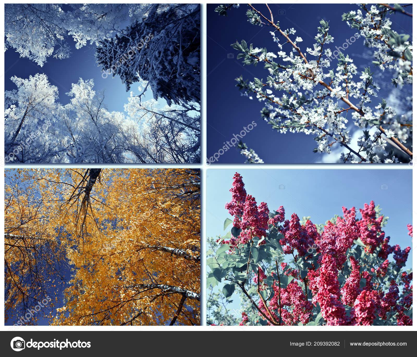 Vier Jahreszeiten Frühling, Sommer, Herbst, winter Baum — Stockfoto