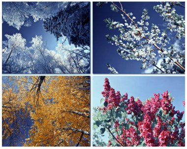 Dört mevsim İlkbahar, yaz, sonbahar, kış ağaç