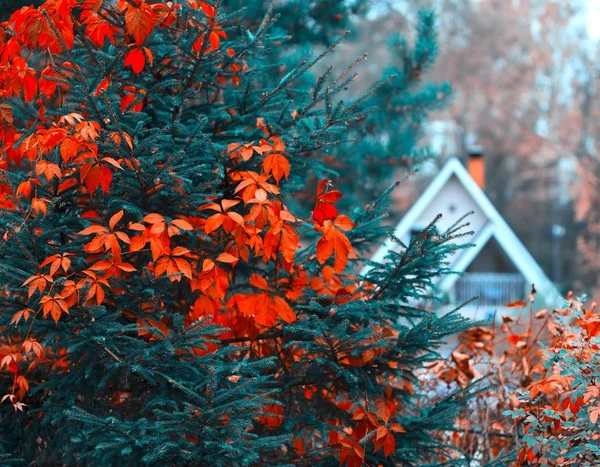 .Autumn background House in forest red leaf — Stock Photo, Image