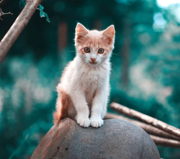 Gato bonito verão dia fotosessão retrato ao ar livre — Fotografia de Stock