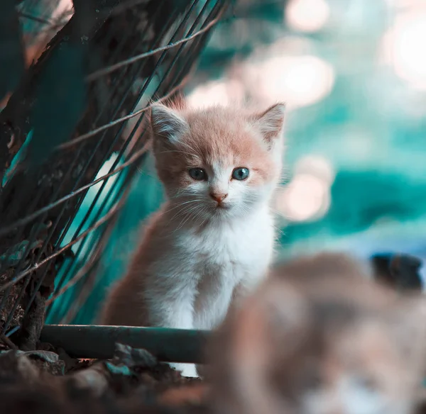 고양이 예쁜 여름 하루 fotosession 초상화 야외 — 스톡 사진