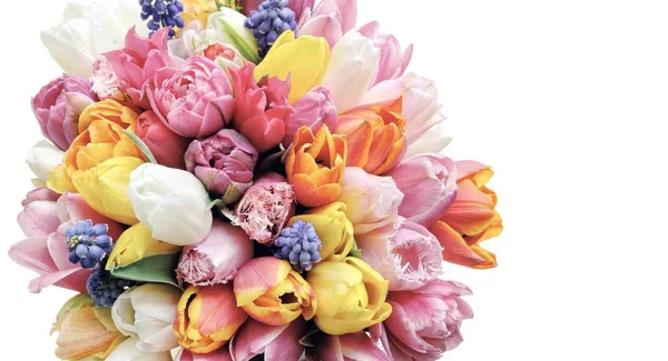 Frühling Tulpen Blumen auf dem weißen Hintergrund — Stockfoto
