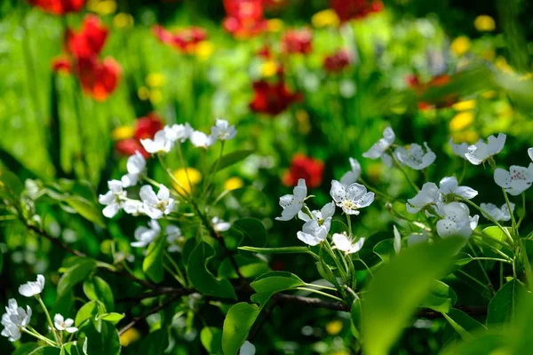 Vita blommor pÃ ¥trÃ ¤det, pÃ ¥bakgrunden av ljusa rÃ ¶ da och gula tulpaner — Stockfoto
