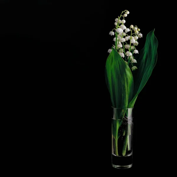 Lily of the vincent on black fone — стоковое фото