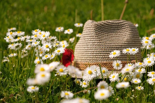 태양 빛에 모자에 보라색 꽃과 잔디 꽃 스톡 사진
