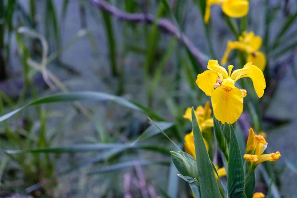 Λουλούδι της κίτρινης ίριδα ίριδα ψευδοδακτυλία καλοκαίρι Royalty Free Εικόνες Αρχείου