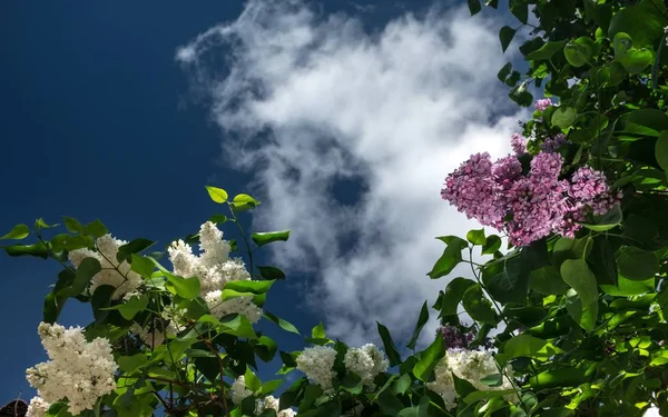 Lilac flowers on a background of sky and clouds — Stock Photo, Image