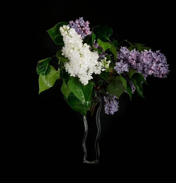 Bukett av lilacs i en glasvas isolerad på blsck — Stockfoto
