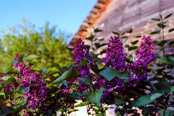 Lilac bushes near the house. summer evening — Stock Photo, Image