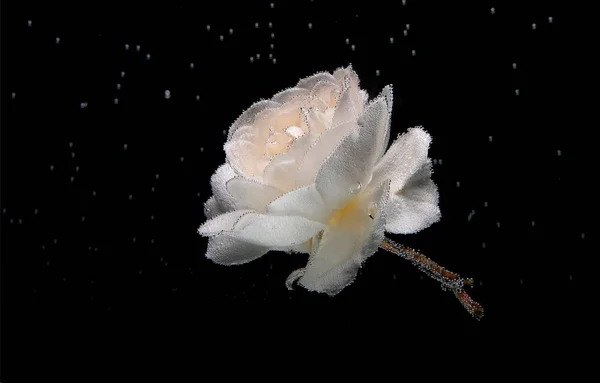 Weiße Rosen im Wasser vor schwarzem Hintergrund. Blumen unter Wasser mit Blasen und Wassertropfen. — Stockfoto