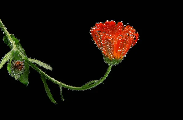 Röd blomma under vatten på svart bakgrund droppar — Stockfoto