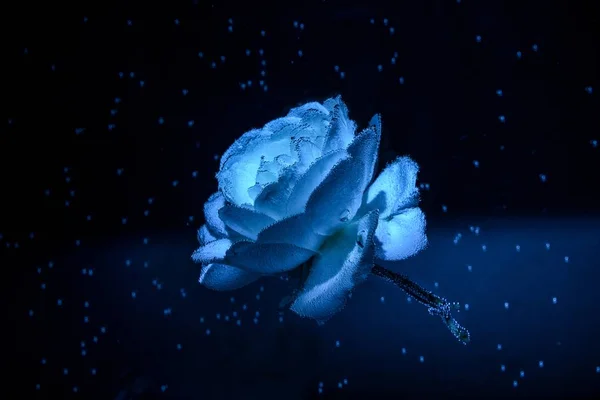 Blaue Rosen drinnen im Wasser auf schwarzem Hintergrund. Blumen unter Wasser mit Blasen und Wassertropfen. — Stockfoto