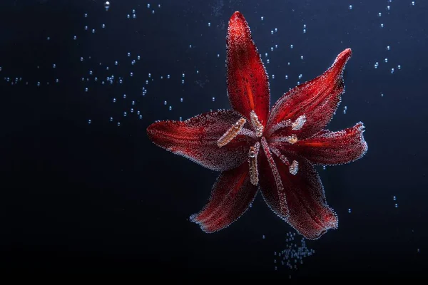 Czerwona liliowca wewnątrz wody na czarnym tle. Kwiaty pod wodą z bąbelkami i kroplami wody. — Zdjęcie stockowe