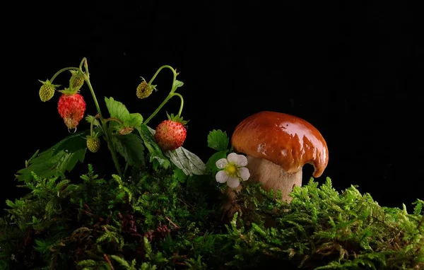 Свежие грибы из свинины в зеленом мху, клубника — стоковое фото